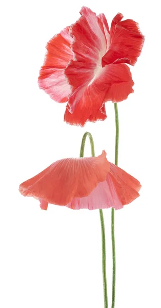 Papaver — Stockfoto