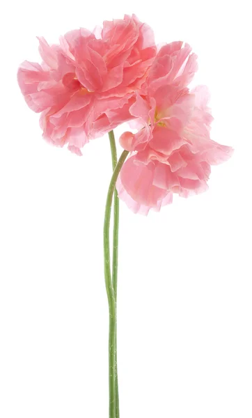 Poppy — Stock Photo, Image