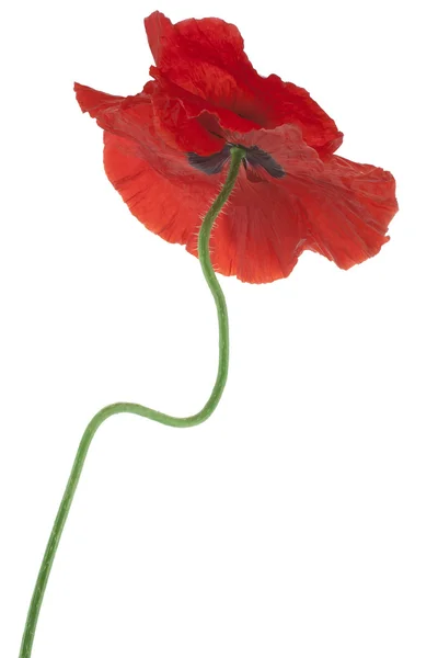 Papaver — Stockfoto