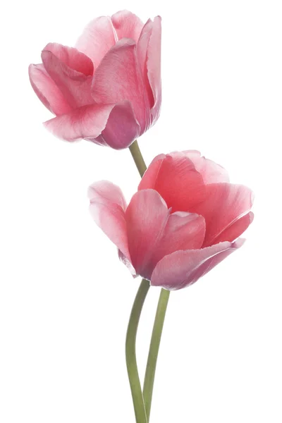 Tulp — Stockfoto