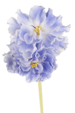 African Violet