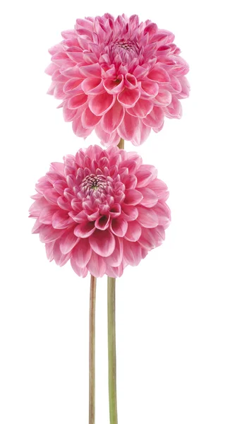 Dahlia — Stockfoto