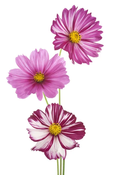 Cosmos flower — Stock Photo, Image