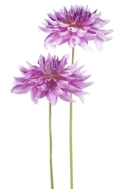 dalya