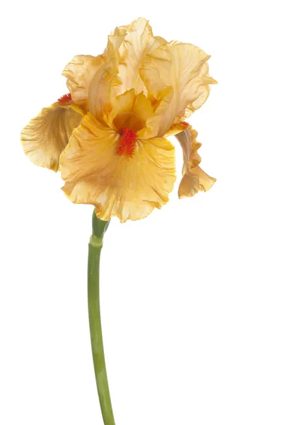 Iris — Stock Photo, Image