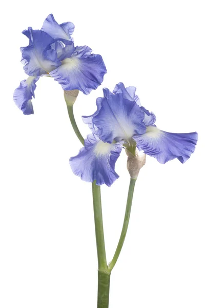 Iris. — Foto de Stock