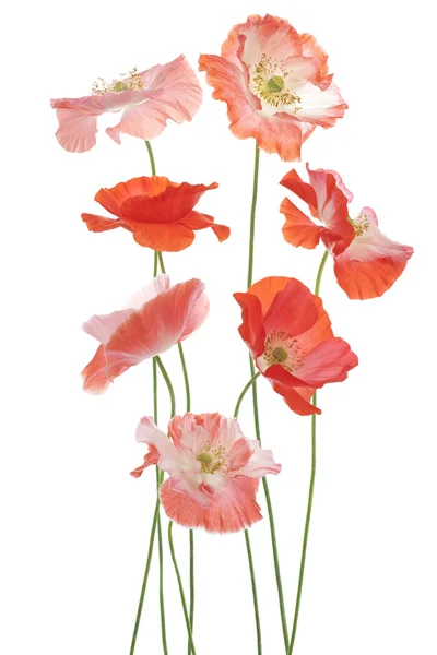 Poppy — Stock Photo, Image