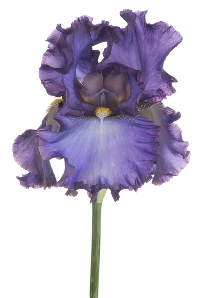 Iris — Stock fotografie