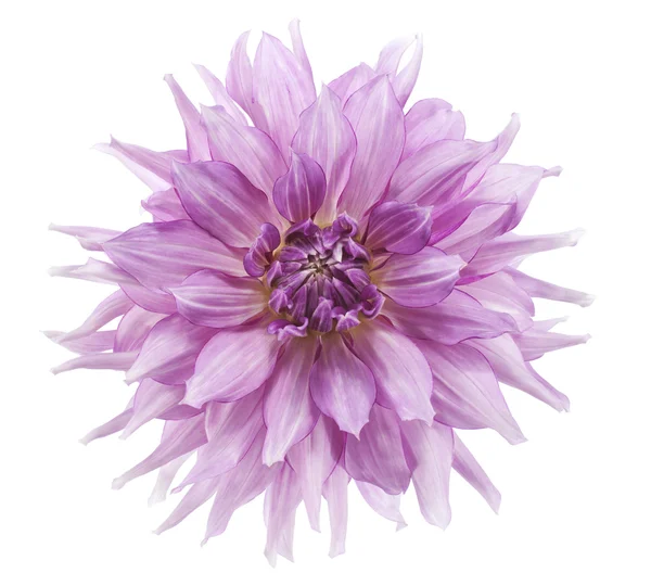 Dahlia — Stockfoto