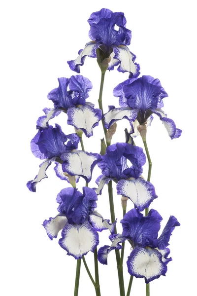 Iris — Stockfoto