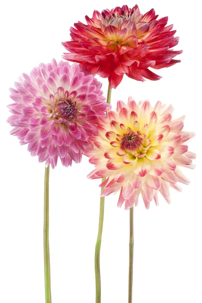 Dahlia. — Foto Stock