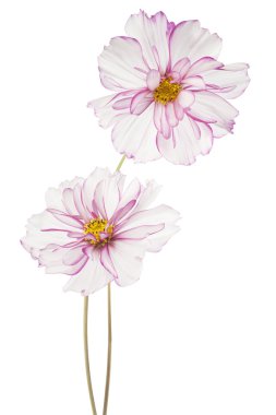 Cosmos çiçek