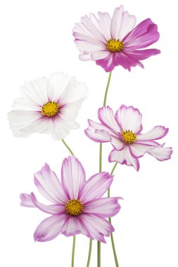 Cosmos çiçek