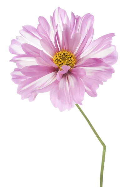 Flor cosmos — Fotografia de Stock