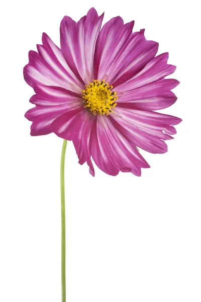 Flor cosmos — Fotografia de Stock