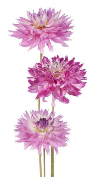 Dahlia — Stockfoto