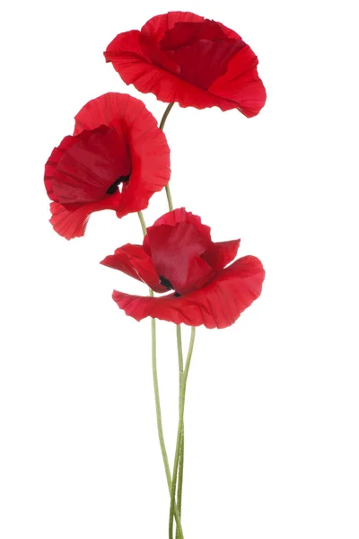 Poppy — Stock Photo, Image