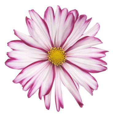 Cosmos çiçek