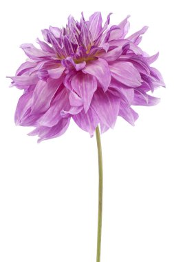 dalya