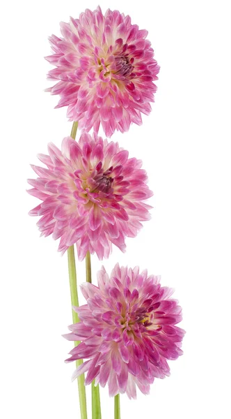 Dahlia — Stockfoto