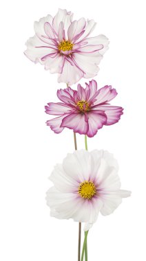 Cosmos çiçek