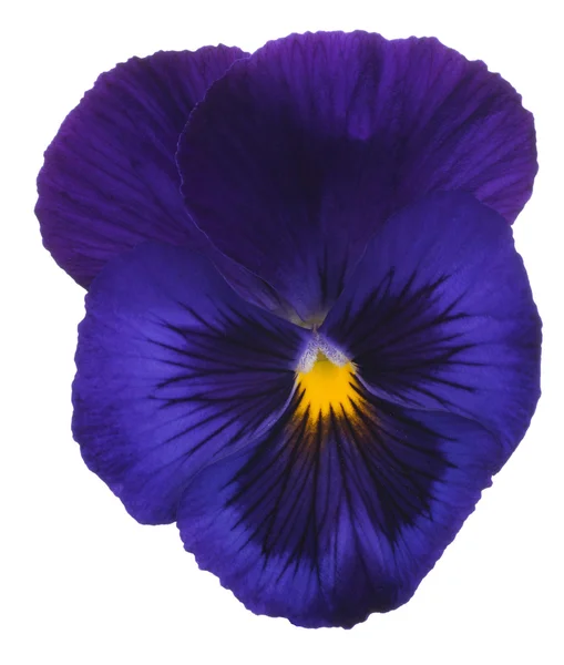 Pansy... — Fotografia de Stock