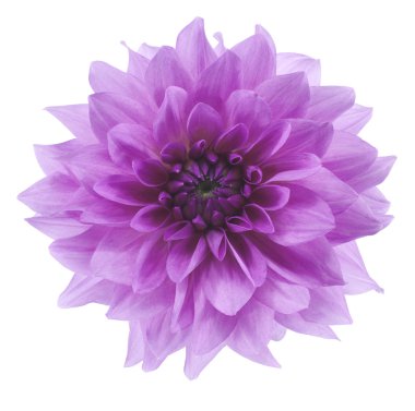 dalya