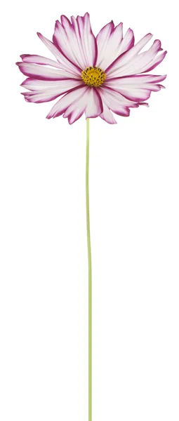 Kozmosz virág — Stock Fotó