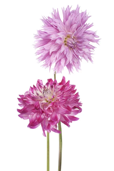 Dahlia — Stock Photo, Image