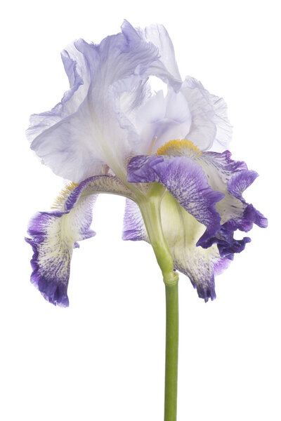 iris