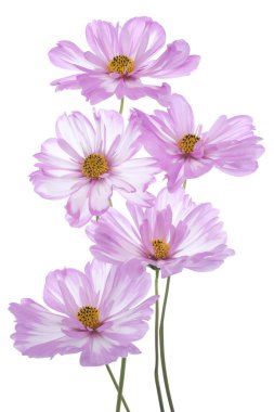 Cosmos çiçek