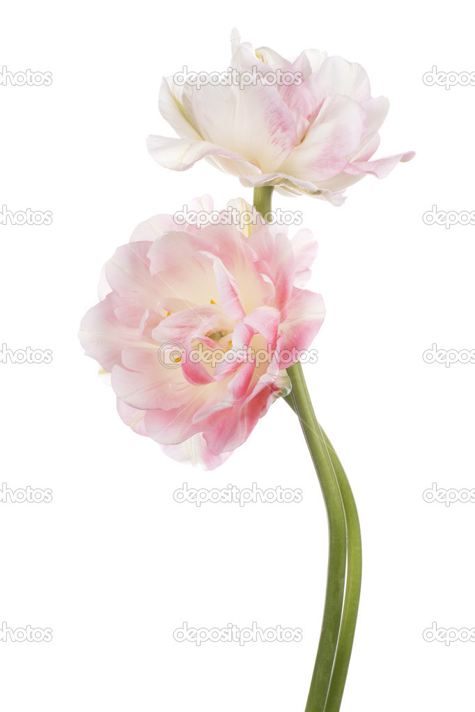 tulip