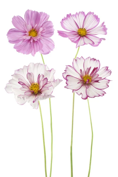 Fiore del cosmo — Foto Stock