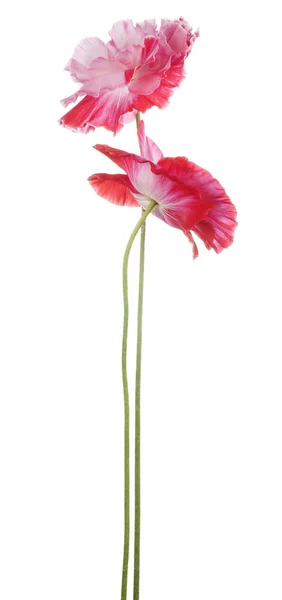 Mohn — Stockfoto