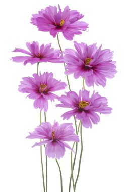 Cosmos çiçek