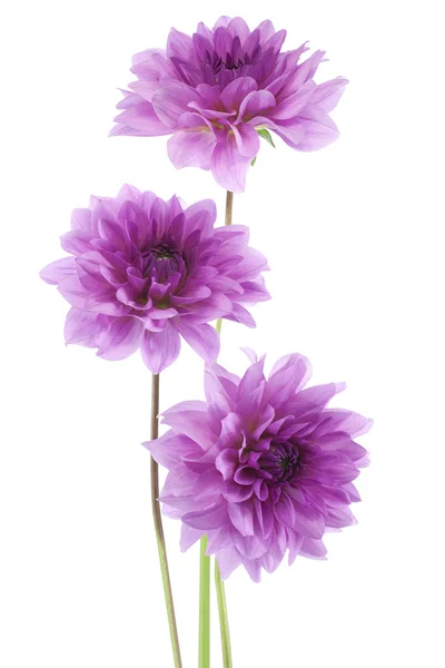 Dahlia. — Foto de Stock