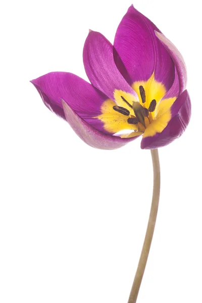 Tulipano — Foto Stock