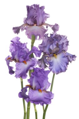 Iris