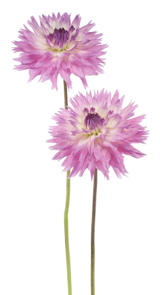 Dahlia — Stockfoto