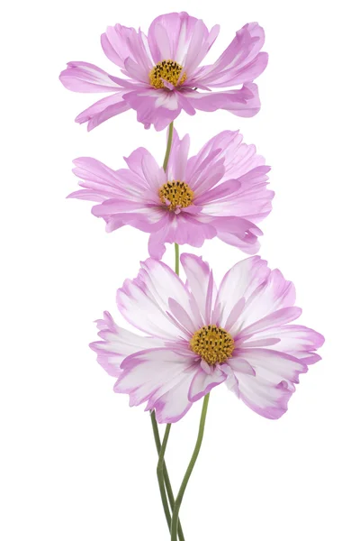 Flor cosmos — Fotografia de Stock