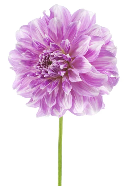 Dahlia. —  Fotos de Stock