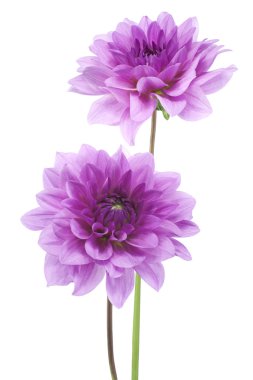 dalya