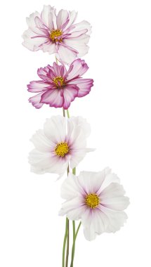 Cosmos çiçek