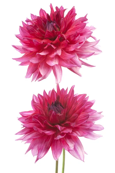 Dahlia — Stock Photo, Image