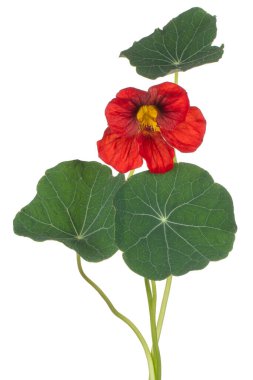 Beyaz Arka Plan üzerinde Izole Kırmızı Renkli Nasturtium Çiçek Studio Shot. Geniş Alan Derinliği (Dof). Makro. Close.