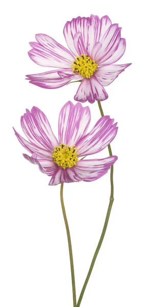 Magenta Renkli Kozmos Çiçekleri Nin Stüdyo Çekimi Beyaz Arkaplanda Zole — Stok fotoğraf