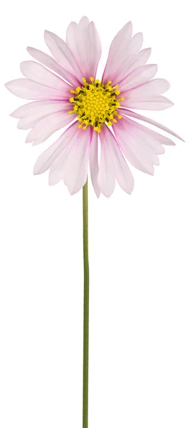 Studioaufnahme Von Weißen Und Magentafarbenen Kosmos Blume Isoliert Auf Weißem — Stockfoto