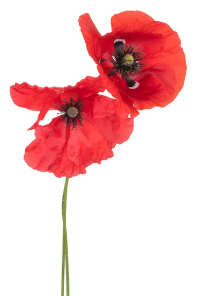 Studio Shot Red Colored Poppy Flowers Isolado Fundo Branco Grande — Fotografia de Stock