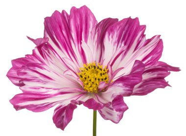 Magenta Renkli Kozmos Çiçeği 'nin Stüdyo Çekimi Beyaz Arkaplanda İzole Edildi. Geniş Alan Derinliği (DOF). Makro. Yakın plan..
