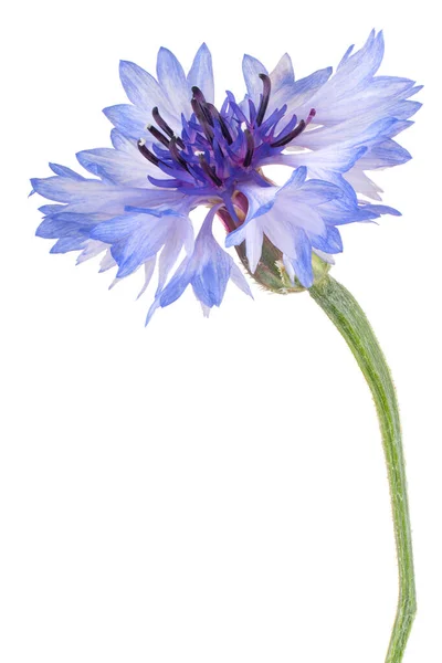 Studio Shot Blue Color Cornflower Aislado Sobre Fondo Blanco Gran — Foto de Stock